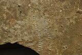 Cruziana (Fossil Trilobite Trackway) - Morocco #375321-3